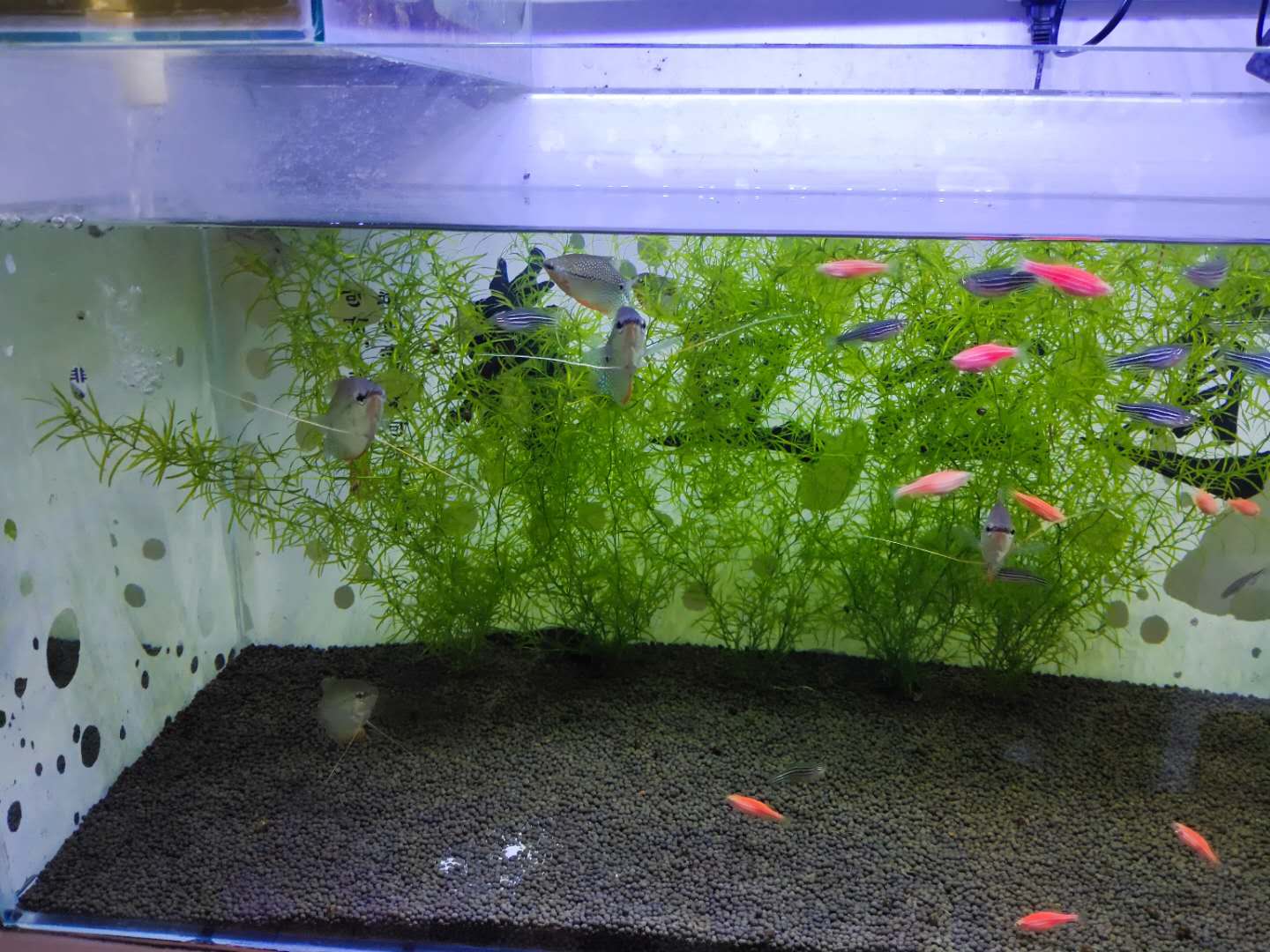 鱼缸起气泡最好的解决办法,鱼缸水发白雾蒙蒙的还有好多气泡