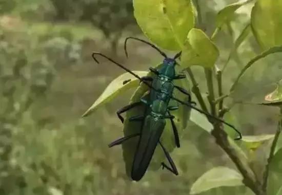 柑橘爆皮虫的防治最佳时期,柑橘天牛钻心虫最佳防治方法
