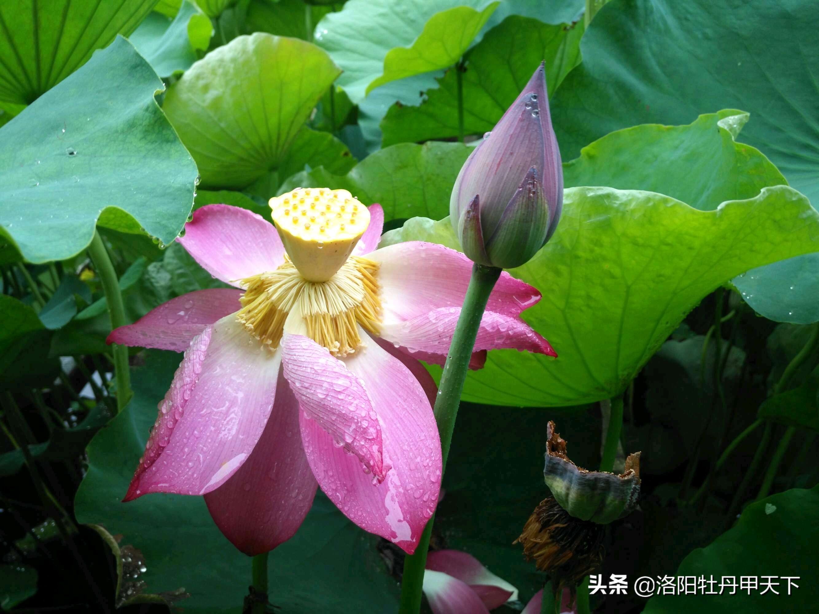 白马寺十八罗汉图,白马寺十八罗汉