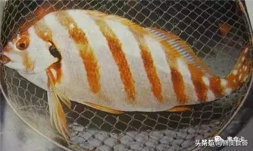 深圳常见的海鱼有哪些,新鲜海鱼有点小贵