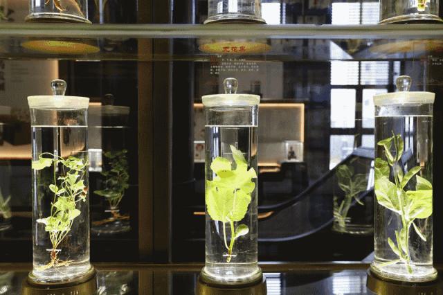 深圳最好的中医医院在哪里,深圳靠谱的中医医院