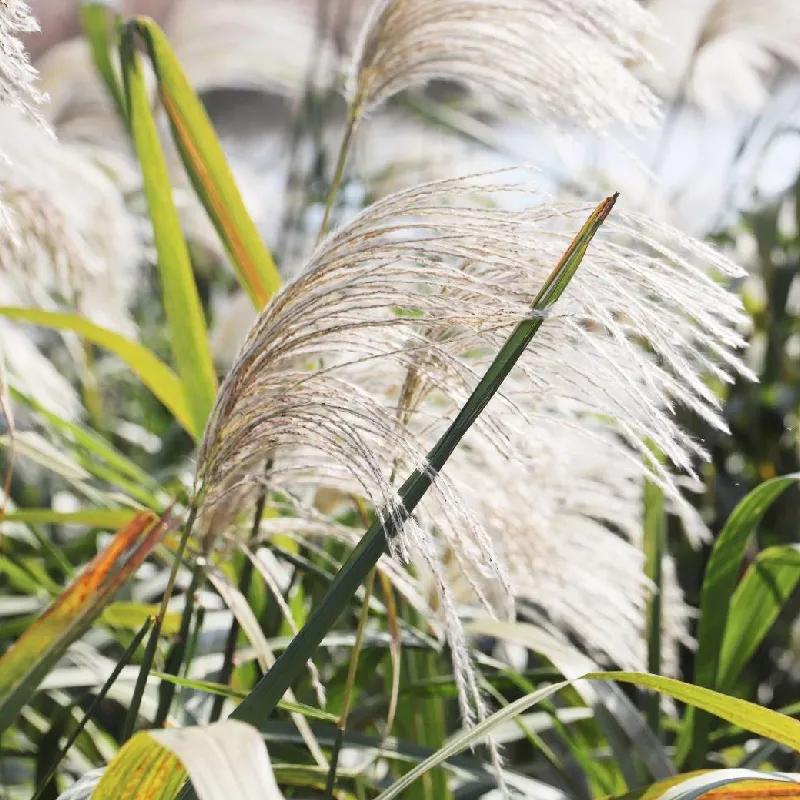 快乐的苏州西山农家乐之旅,苏州西山农家乐自驾游攻略图