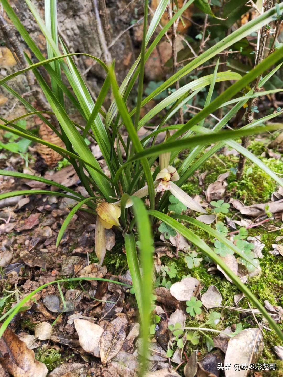 兰花品种鉴定方法,兰花的品种和鉴定方法