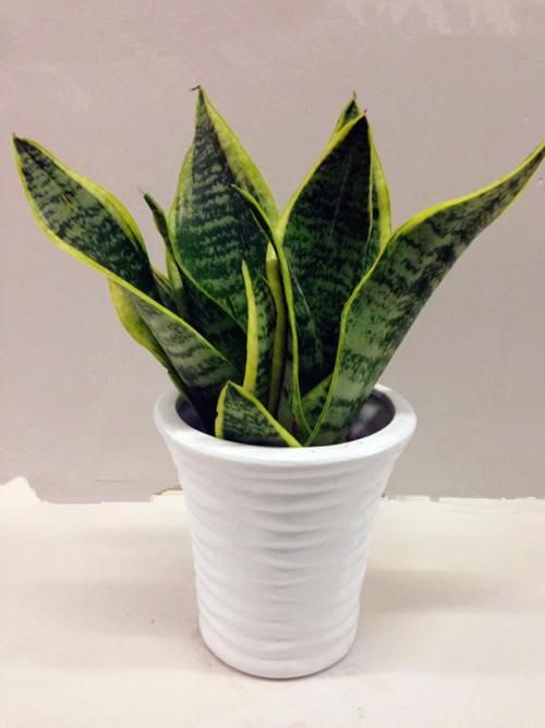 如何养好虎皮兰,怎样养好虎皮兰