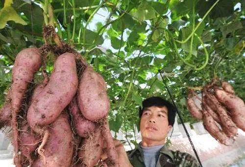 农村十大赚钱职业,农村最赚钱的4个行业