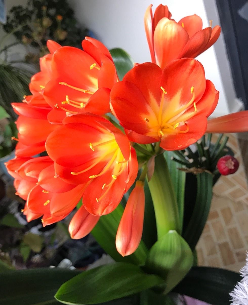 夏季养护好君子兰的八个注意事项,养君子兰注意4点度夏方法