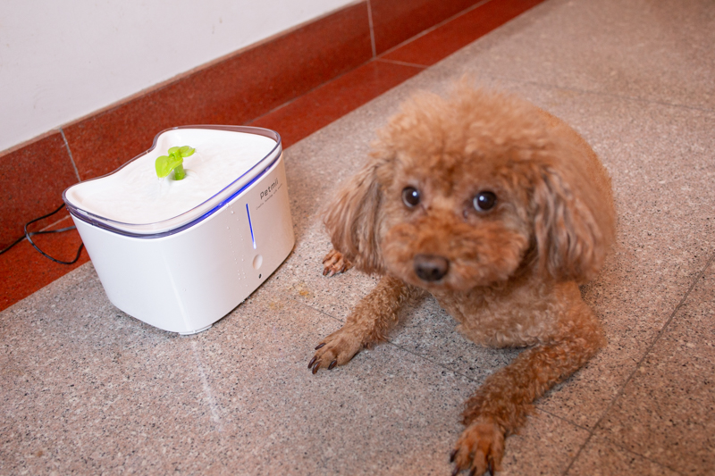宠物智能恒温饮水机很好用,宠物饮水机哪款最好用