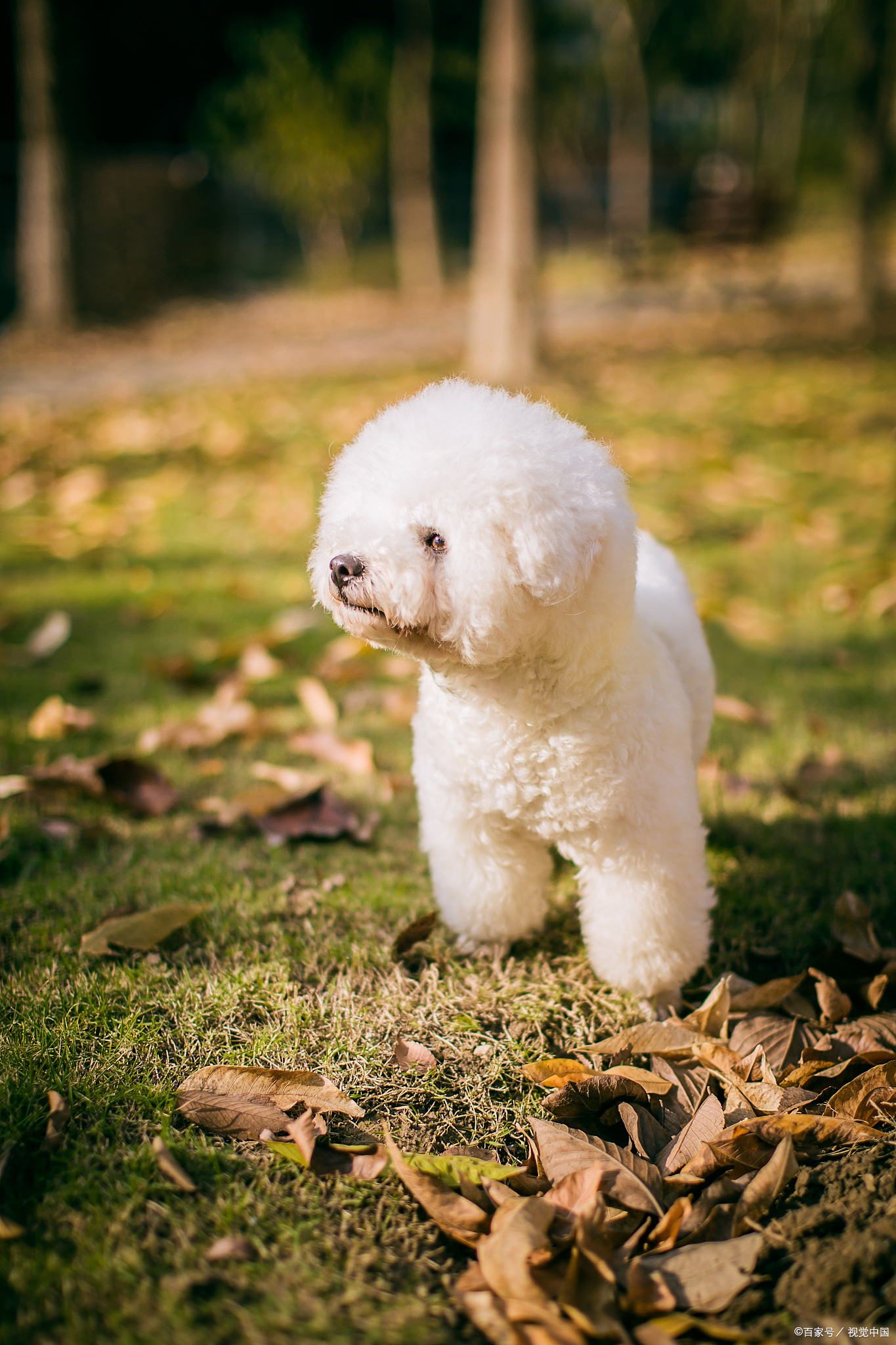 不到两斤的比熊能驱虫吗,一个月比熊要驱虫吗怎么喂