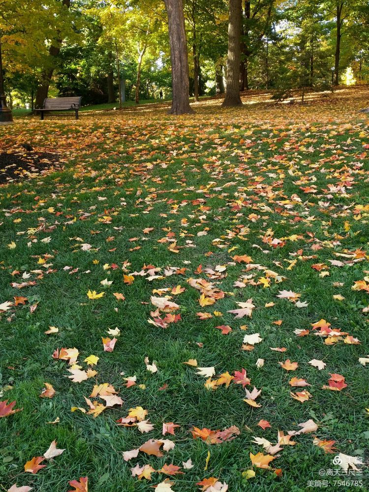 漫步魁北克体验不一样的北美风情,北美枫情蒙特利尔