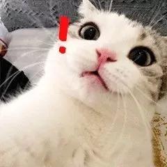 疫情期间，我家猫却发情了，我该怎么办？