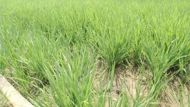 稻田里裂口像拳头那么大,50米外的水渠却满满是水?私拉电线好危险只能干着急