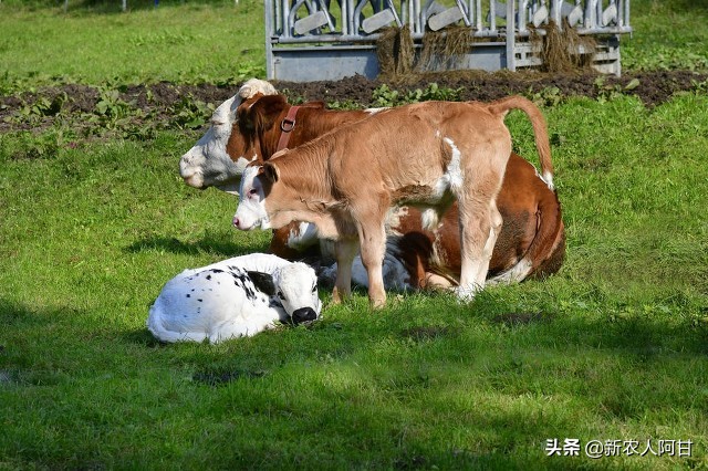 养牛人看过来,繁育母牛消瘦,试试这几种方法让牛快速增肥长膘