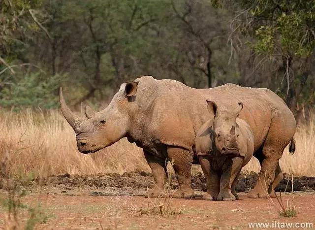 犀牛奇蹄目犀科动物,犀牛体格威猛是一种珍贵动物