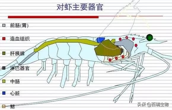 怎样让对虾顺利转肝,对虾转肝期管理要点