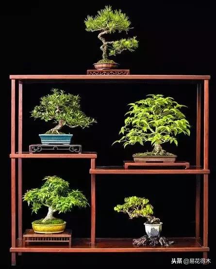 鬼斧神工的侧柏盆景图,鬼斧神工盆景效果图