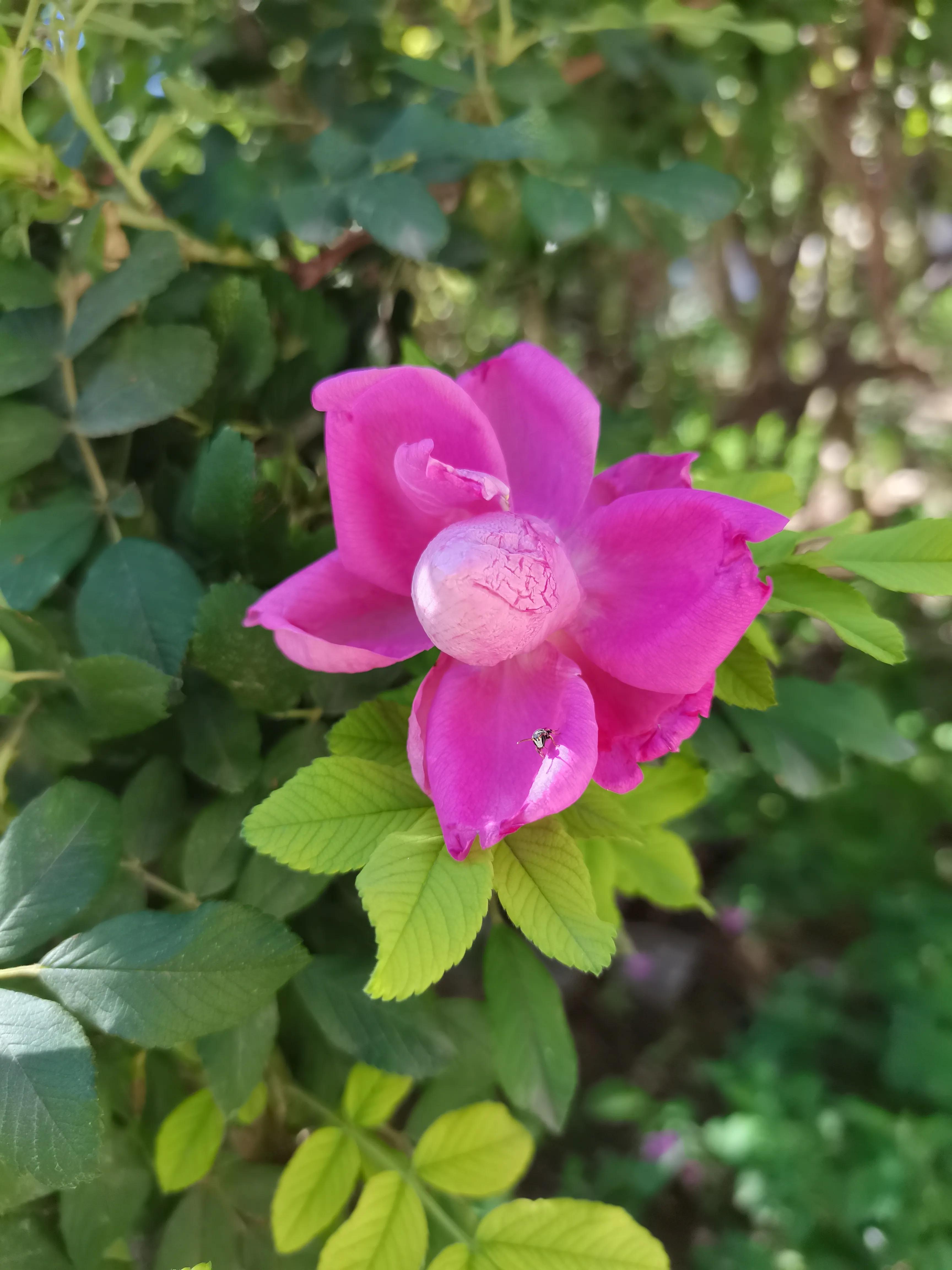 中国诗歌周刊第185期,中国诗歌报