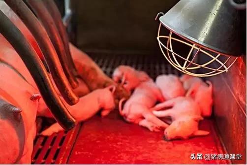 母猪肚子小产仔就一定少吗,母猪产仔后奶水少怎么办