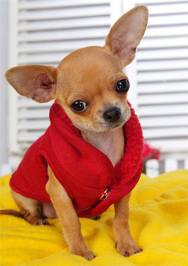 养吉娃娃的十大忌,吉娃娃的三大忌