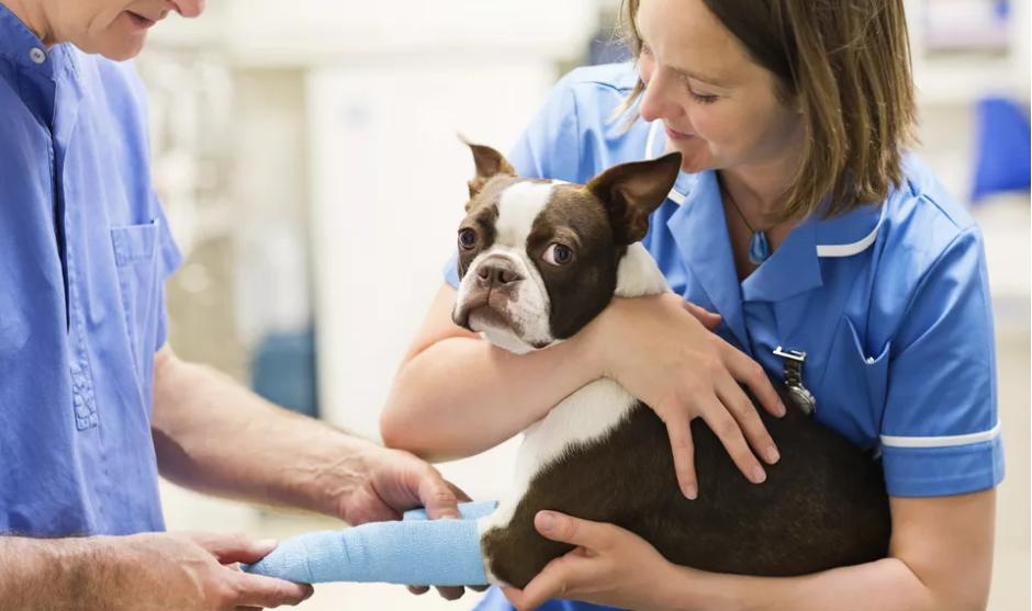 狗狗脚肿了不敢落地是不是骨折了,狗狗脚一瘸一拐怎么回事