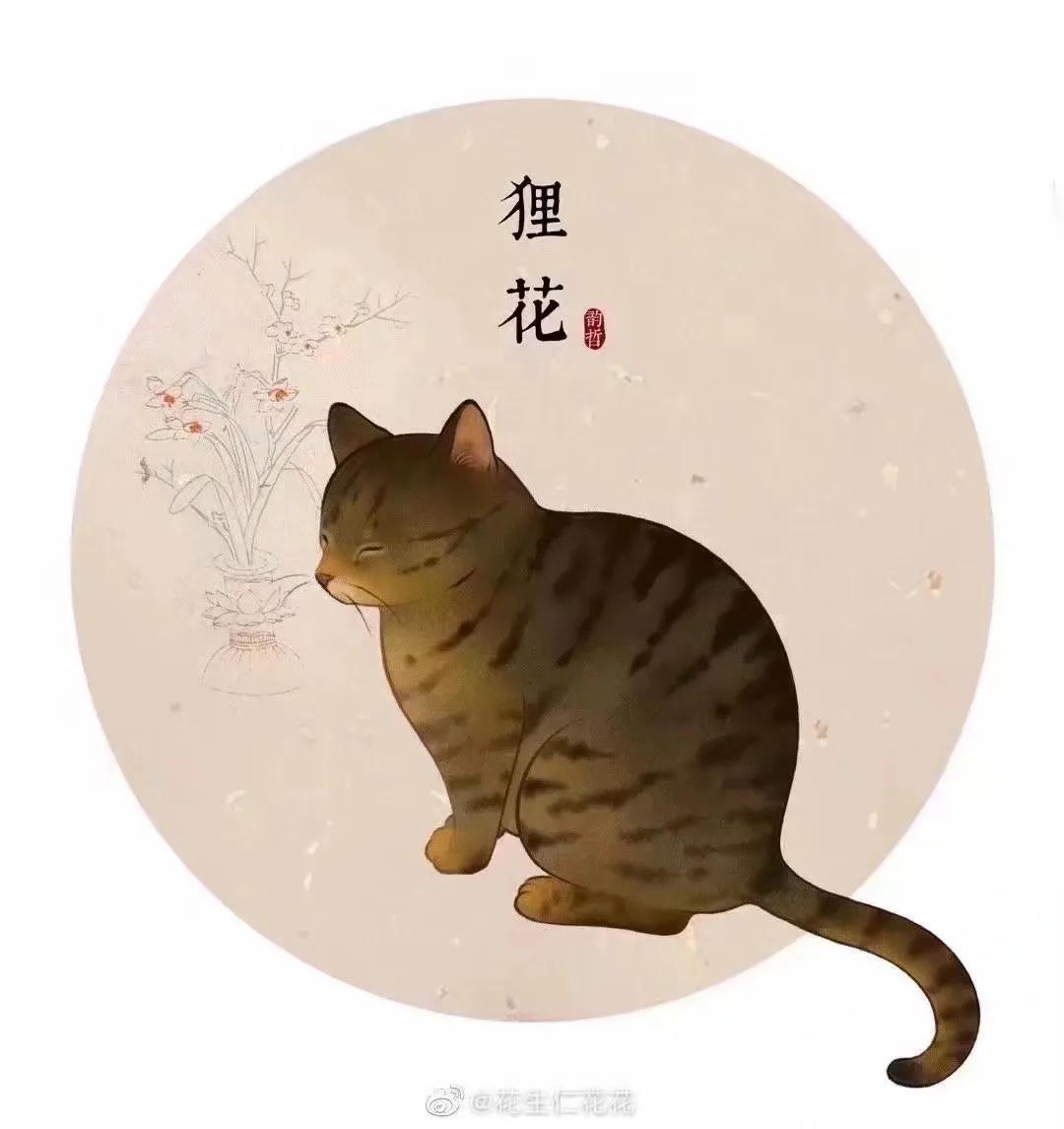 猫在古代是如何看待猫的,古人按猫的颜色分类