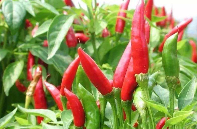 辣椒的奇迹！辣椒根腐病用这个杀菌组合，亩产上万斤一茬接一茬