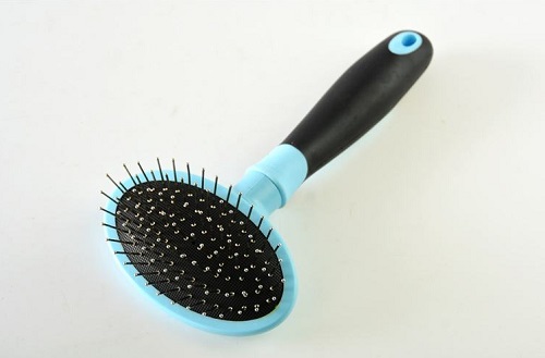 泰迪狗毛少吃什么最好,泰迪毛少吃什么狗粮