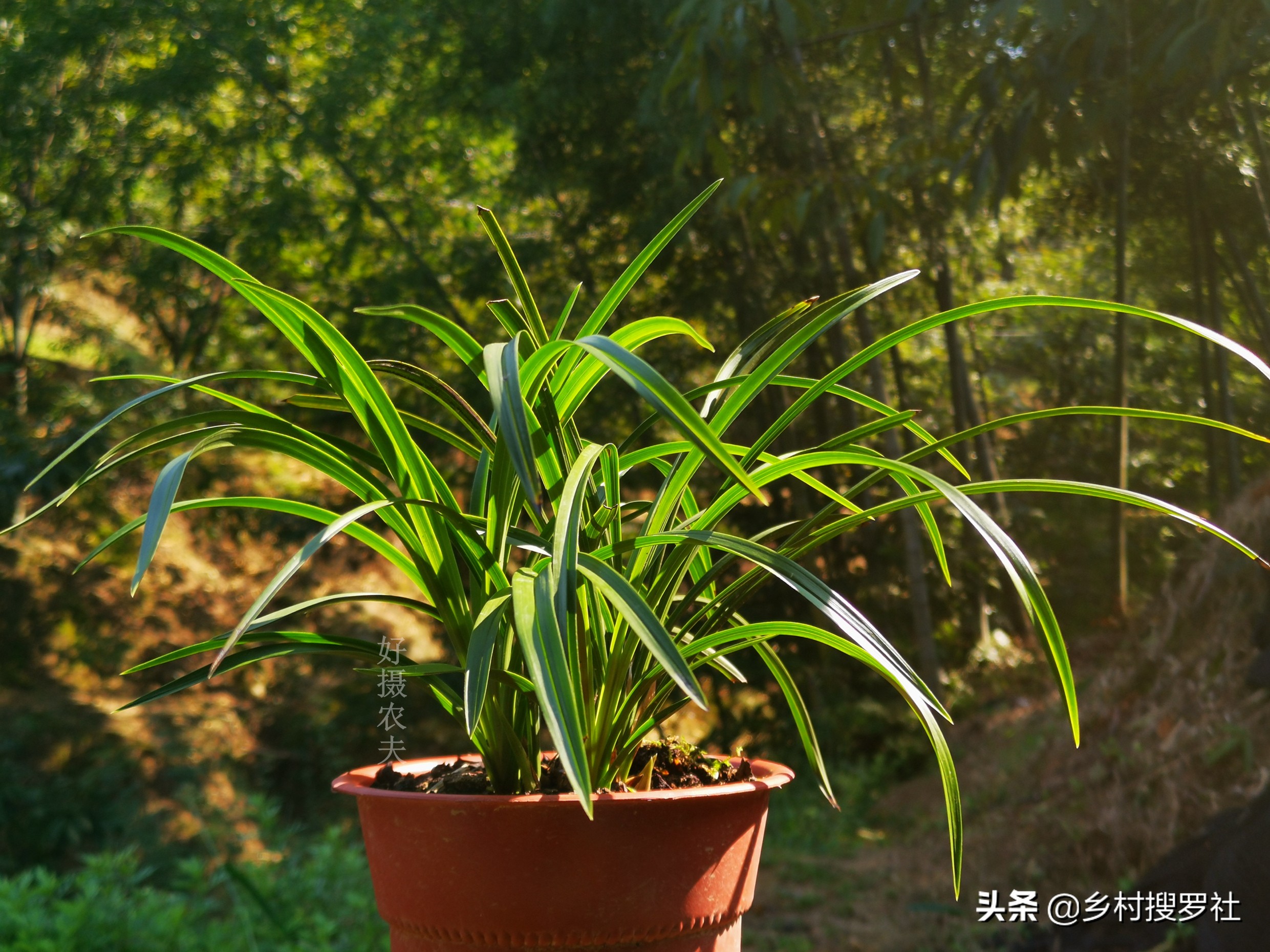 兰花出花苞冬季怎么管理和养护,新种带花苞的兰花为什么会消苞