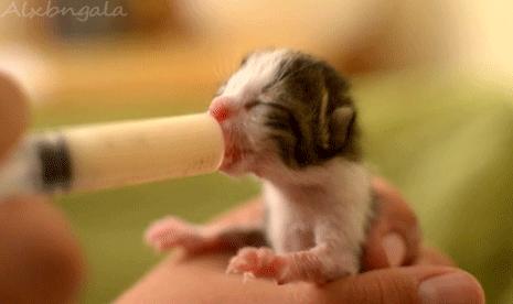 小猫喝纯牛奶会不会出事,小猫喝牛奶死了