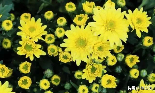 野菊花对肝肾毒害,野菊花有没有毒性