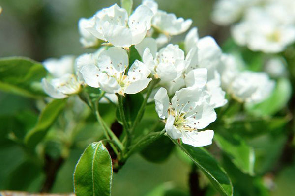 开到荼蘼花事了麝月,开到荼靡花事已尽