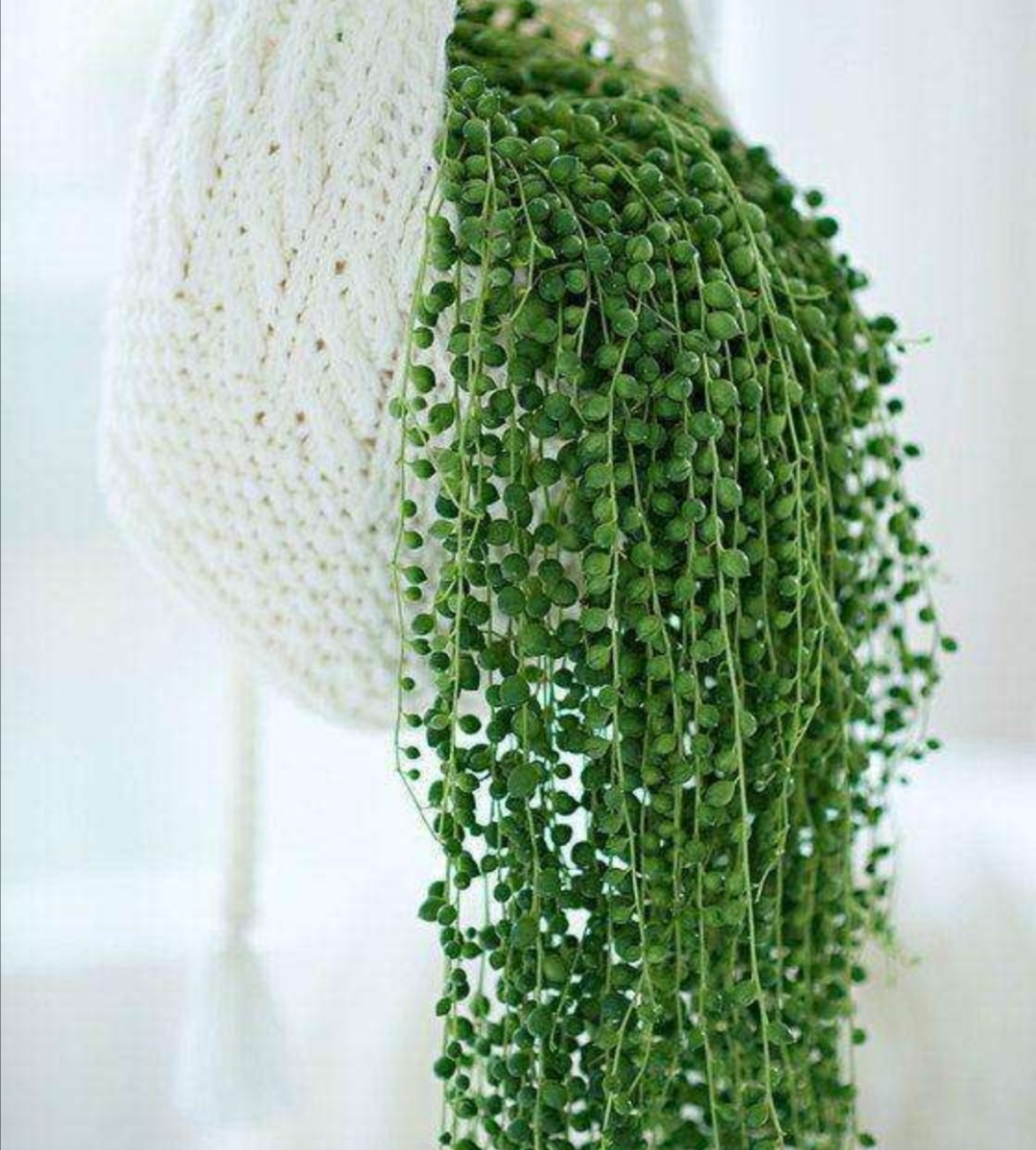 如何养珍珠吊兰,挂珍珠吊兰的花盆