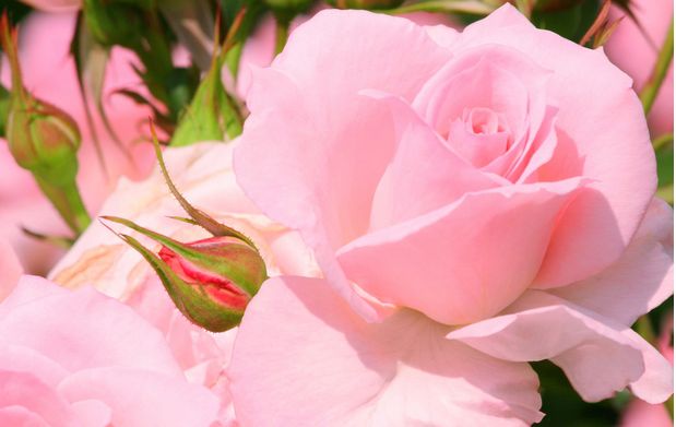 香槟玫瑰和粉玫瑰的花语和寓意,粉红玫瑰和黄玫瑰搭配的寓意花语