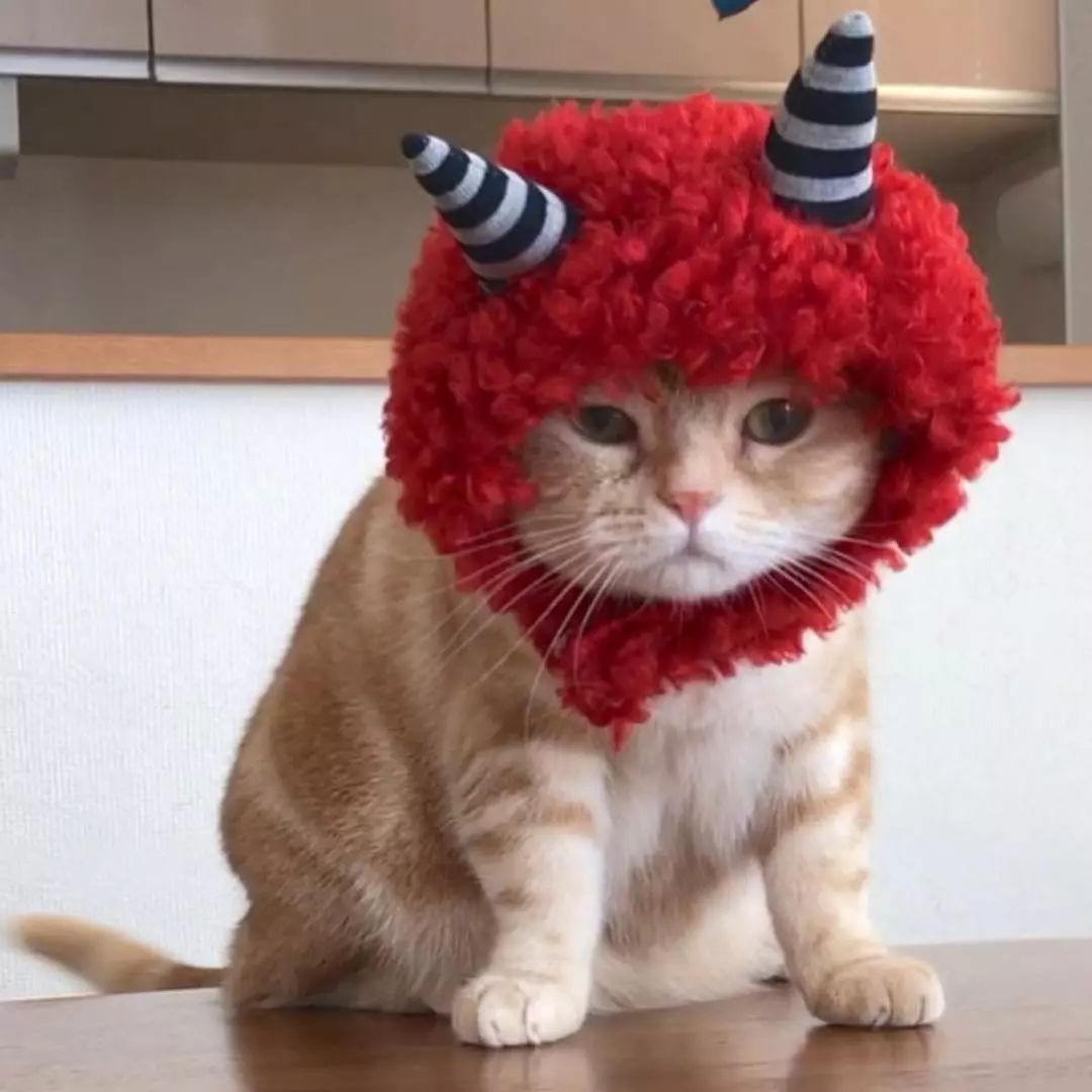 猫是液体的证据找到了吗,猫难道真的是液体吗