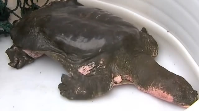 地球上最孤独的动物读后感,世界上最孤独的动物