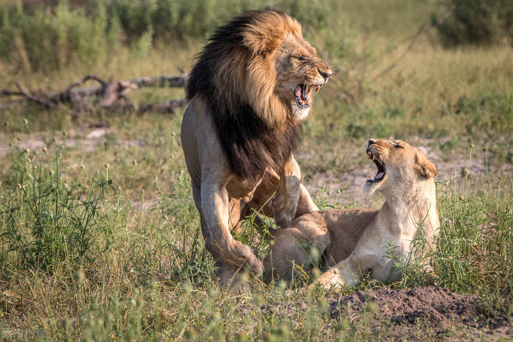 为了更好地传宗接代，动物们进化出了这些奇葩的交配行为
