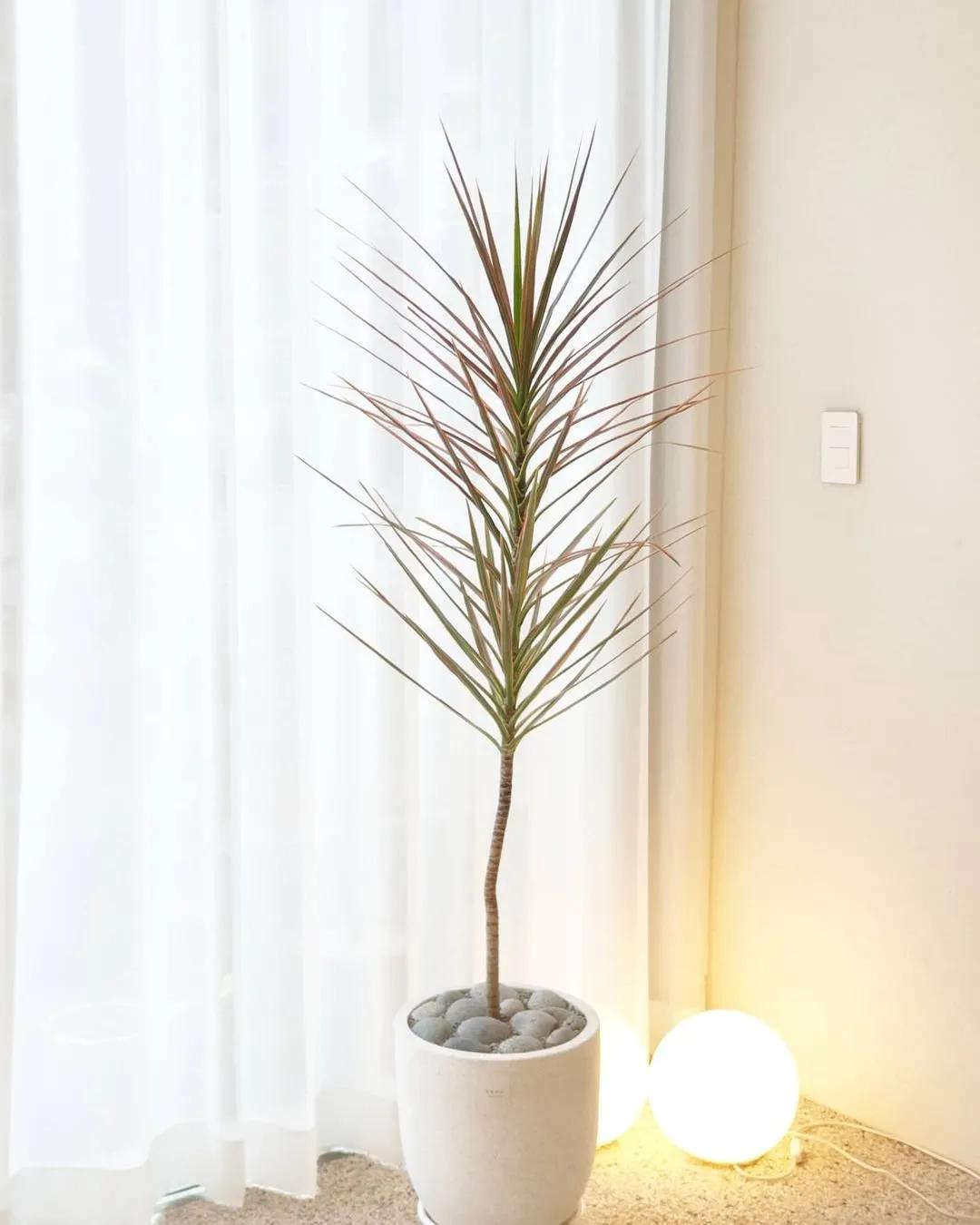 ins十大网红绿植,ins网红绿植大全