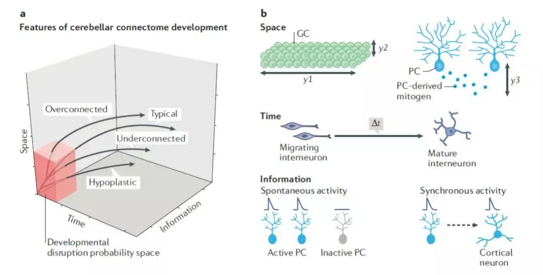 小脑的结构与功能,小脑的功能医学基础知识
