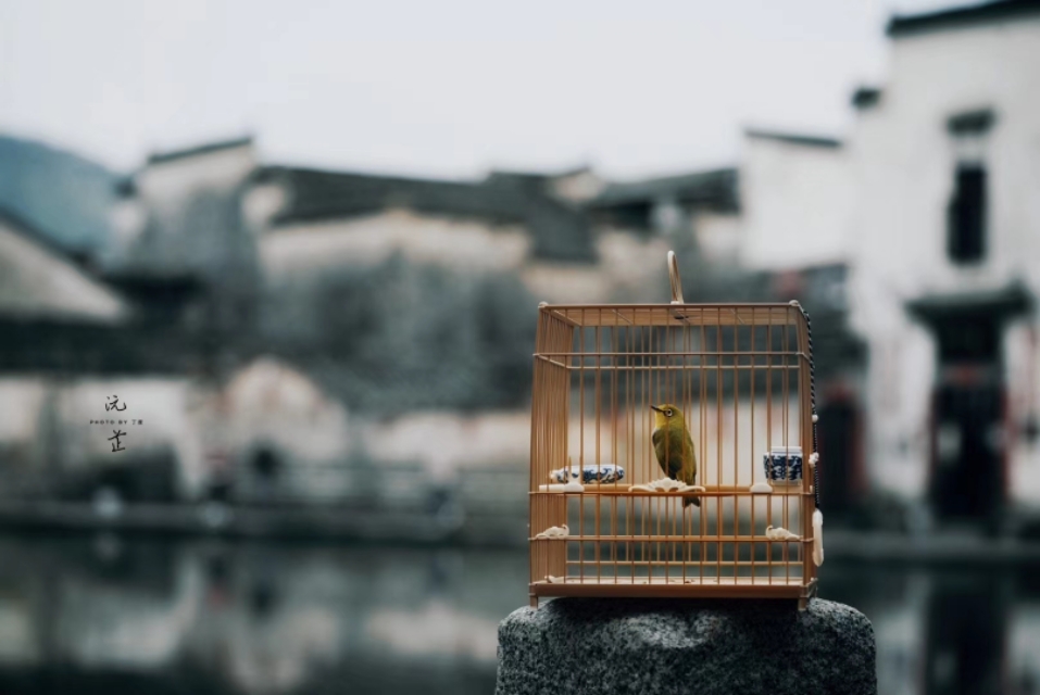 一个闲字一个鸟字读什么,一个闲一个木字念什么