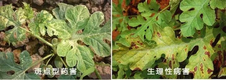 玉米二甲戊灵药害什么症状,棉花药害症状及防治方法