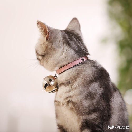 猫咪戴项圈导致脖子坏了怎么办,为什么猫咪不建议戴项圈防丢