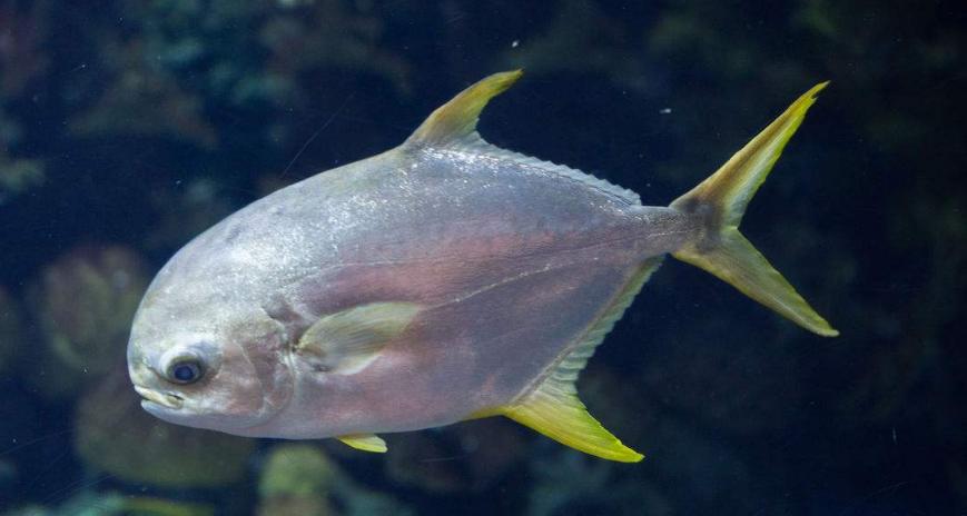 淡水鲳鱼养殖方法,淡水鲳鱼的养殖技术和环境