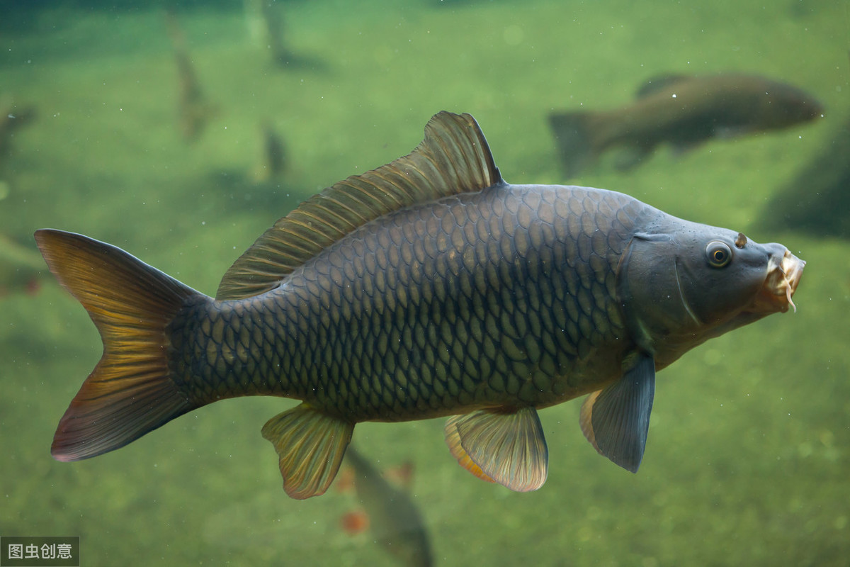 现在黑坑鲤鱼摆籽如何垂钓,鲤鱼甩籽的正确路亚钓法