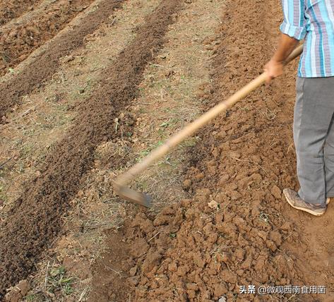 大田种大球盖菇如何冬季出菇,大球盖菇栽培技术分析图