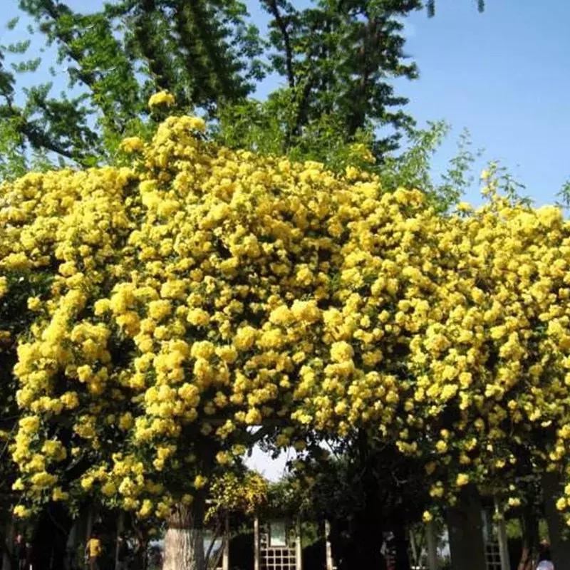 一年四季开花的爬藤花卉有哪些,一年就能爬满墙的爬藤花卉