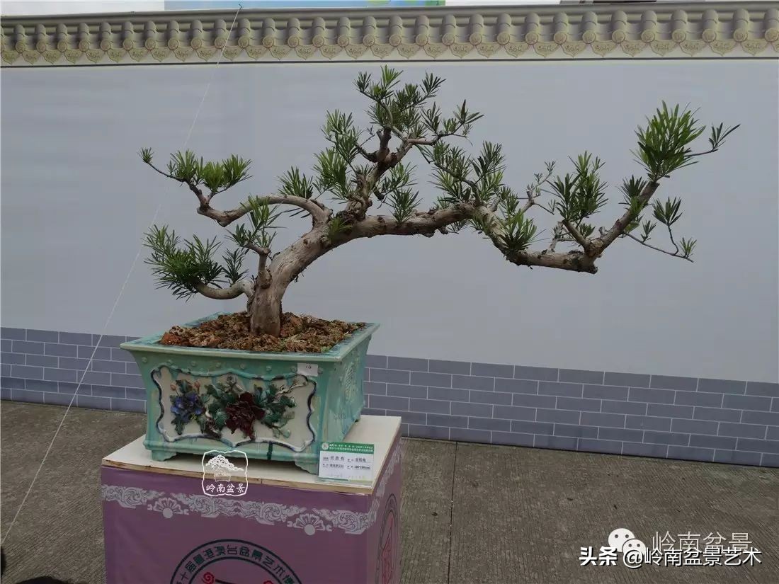 罗汉松盆景开运招财，非其莫属！清风雅韵，当之无愧！