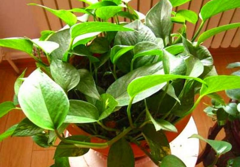 土培绿萝烂根的原因及解决方法,土栽绿萝黄叶怎么补救