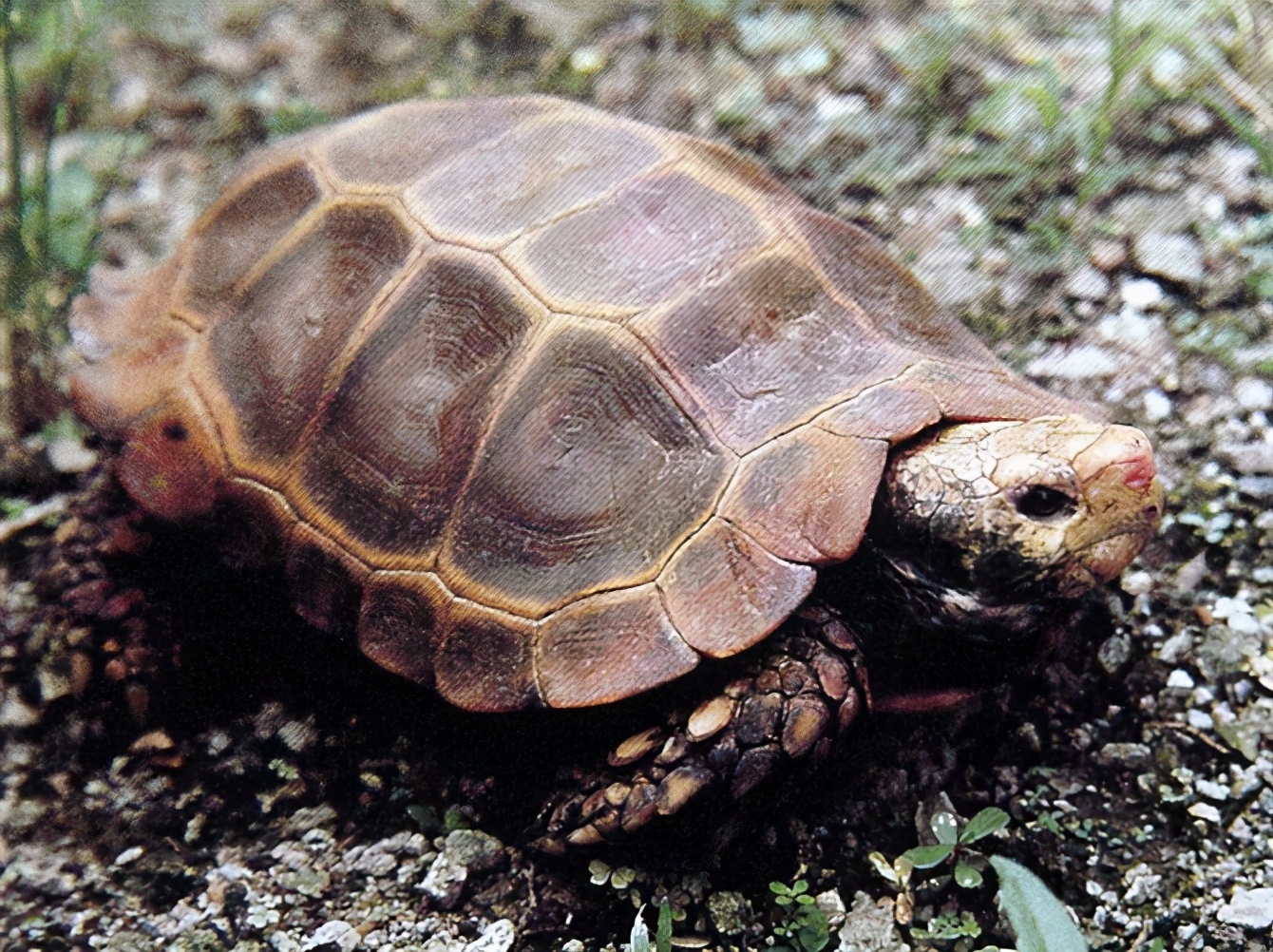 各种龟类图片大全大图,龟类展示会