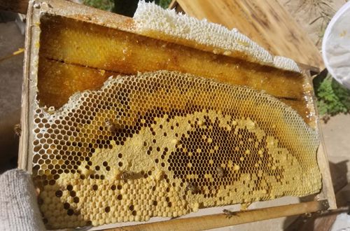 养蜂场采摘蜂蜜技巧视频,纯正蜂蜜割蜜视频教程