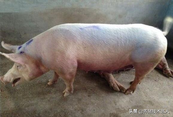 养猪治感冒药,养猪感冒怎么治