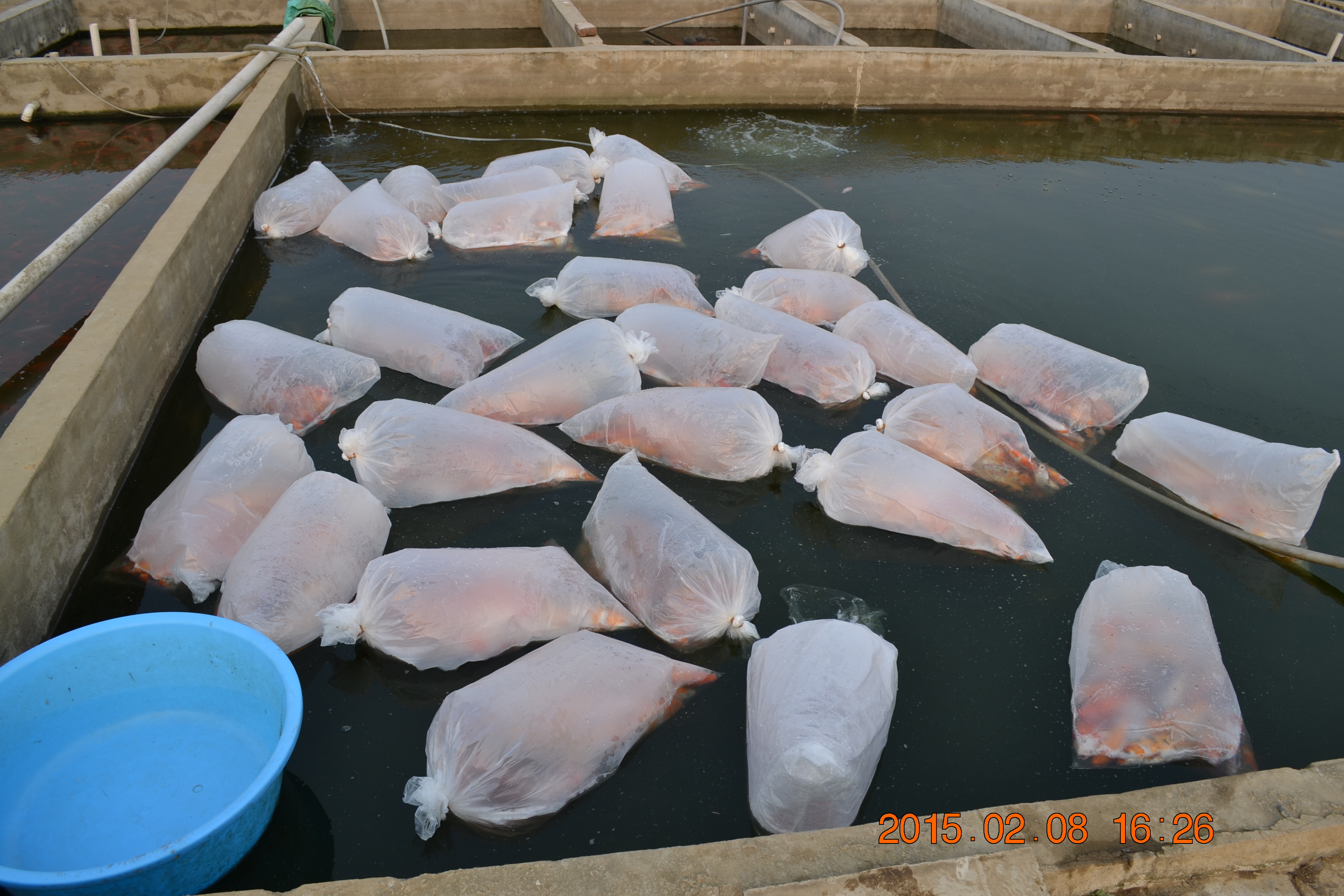 湖南最好的锦鲤养殖基地,湘潭锦鲤养殖